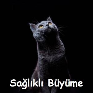 kedi-büyüme