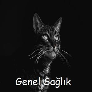 kedi-genel