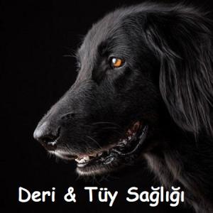 kopek-deri